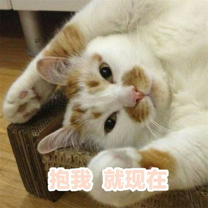 可爱萌宠猫咪搞笑表情包:看起来像是在睡觉,实际上
