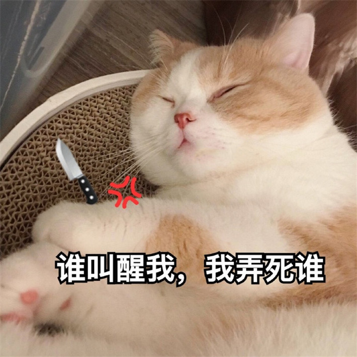 可爱萌宠猫咪搞笑表情包谁叫醒我我弄死谁