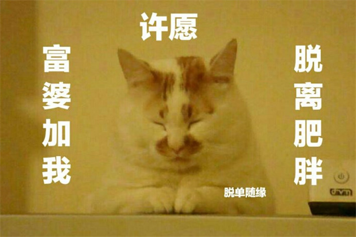 可爱萌宠猫咪搞笑表情包:许愿脱离肥胖,富婆加我,拜托