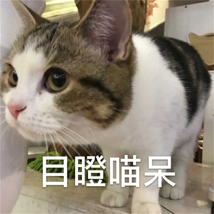 可爱萌宠猫咪搞笑表情包:许愿脱离肥胖,富婆加我,拜托