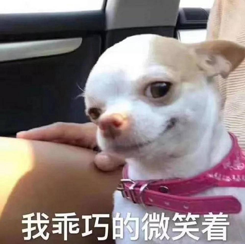 很搞怪的吉娃娃狗狗表情我不吃您那一套妹妹