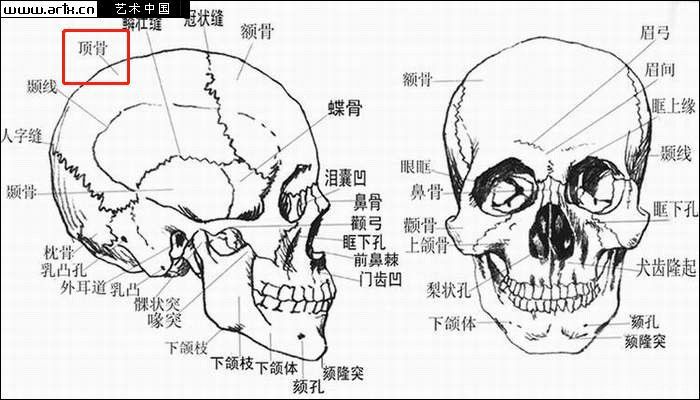 (正面头骨示意图) 人的头骨是立方体结构(如下图所示),它整体的高度
