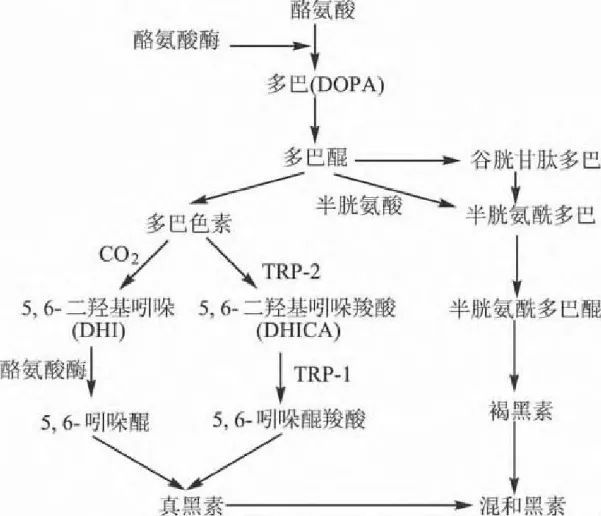 中的酪氨酸在酪氨酸酶(酪氨酸酶是皮肤黑色素生物合成过程中的关键酶