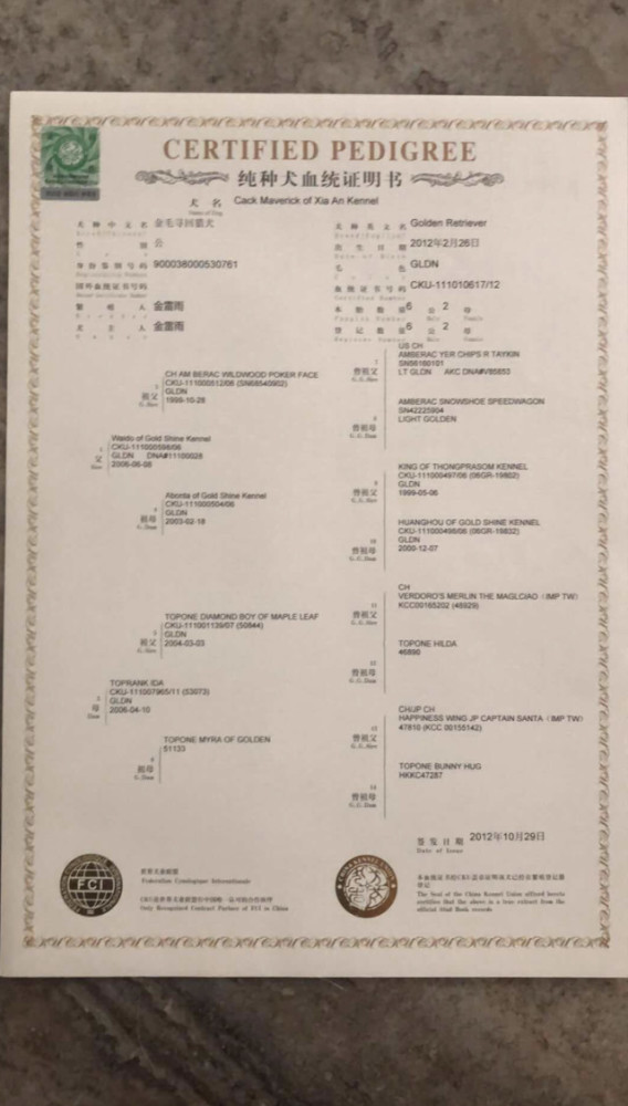 被打死的金毛犬2012年出生,是一只有芯片,有血统证书,经过专业训练的