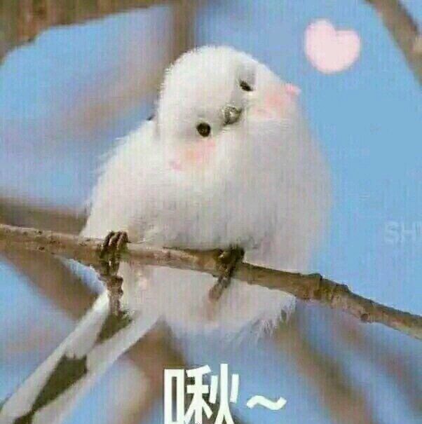 推文《小肥啾》by糯糯啊,看软绵绵的小雀精受如何过上