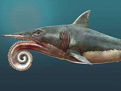 不过在远古时期,有这样一种奇怪的鲨鱼,它们的牙齿和日常生活中能够