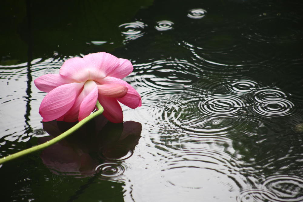拙政园荷花节开幕:夏雨荷 北寺塔 风雨阳光皆怡情