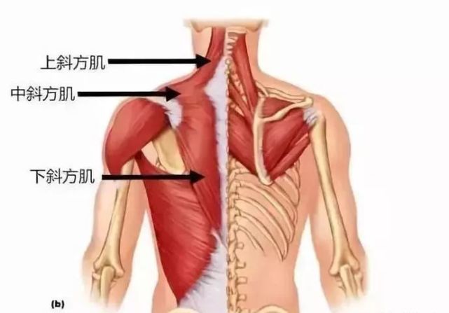 因为对于肩关节来说,其发力肌群(胸大肌,三角肌前束等)都相对很牛叉