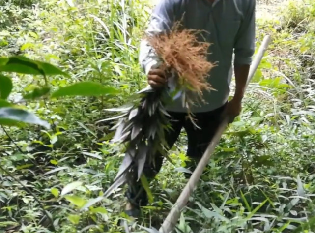 因为人们没事的时候就会上山摘野果,挖药材,抓野味等等,这些都是农村