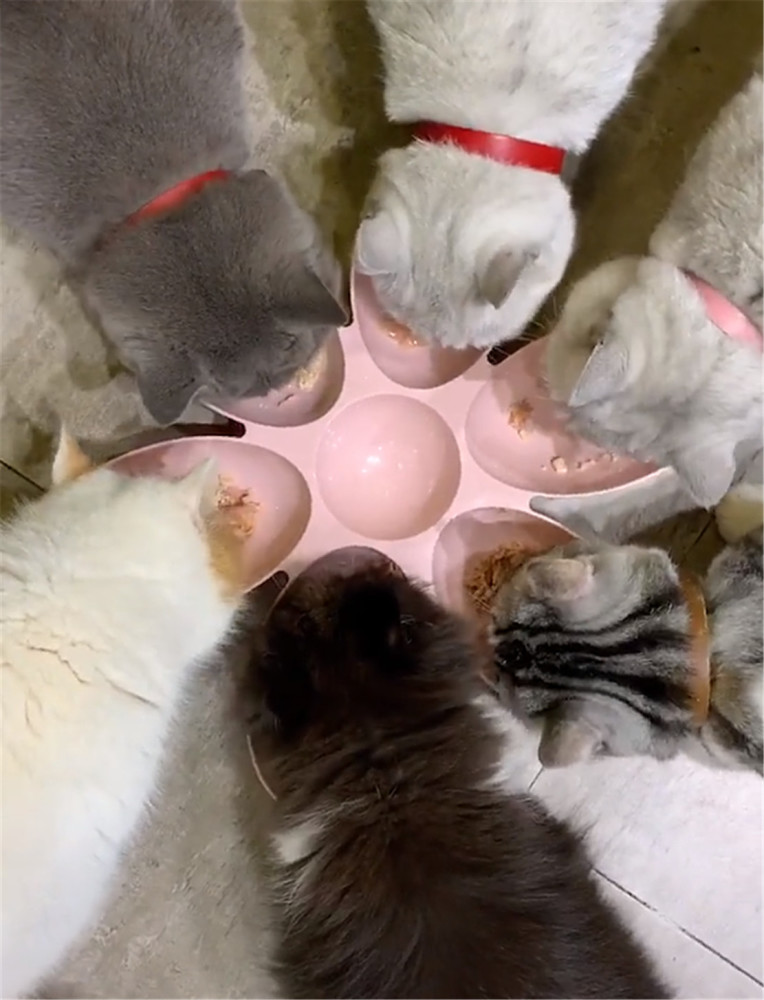 小姐姐抱着猫咪一顿亲吻,猫:为了小鱼干我也是拼了