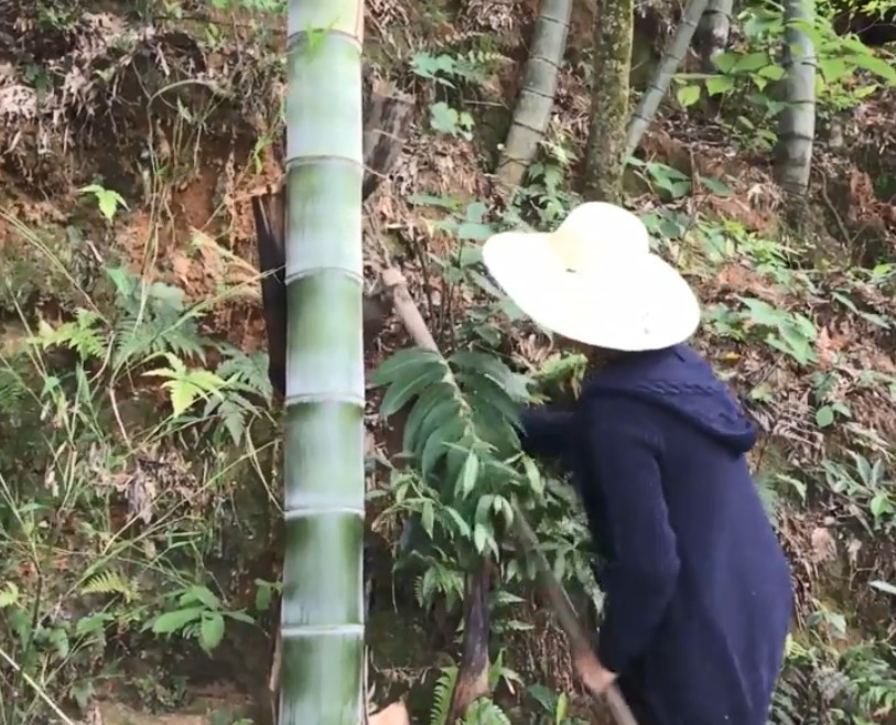 农村大妈上山挖药材,老农称为"土黄金",用来泡酒药用