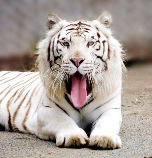 最罕见的老虎,面部狰狞,丑陋至极,背后真相却令人心疼
