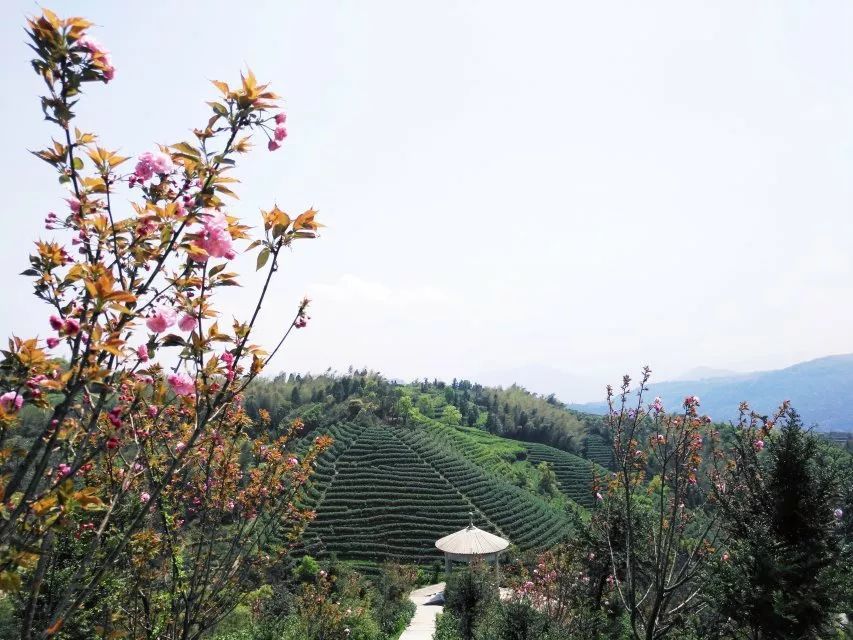 平阳朝阳山茶园采风