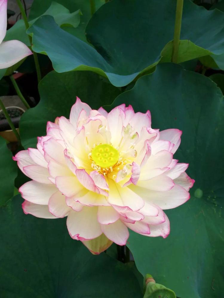 夏天高温天就选养荷花,大水缸里养一颗,清清凉凉一夏天