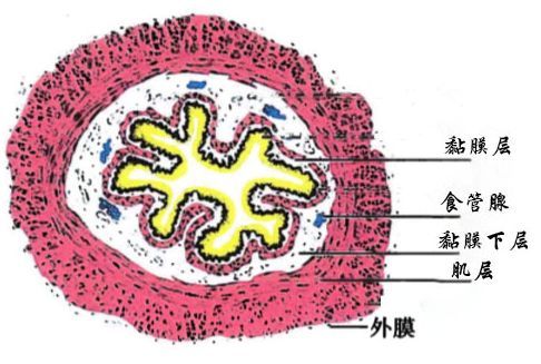 关键看你食管病理知识掌握了