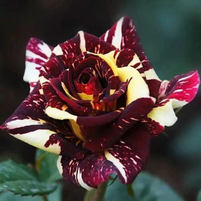 红色直觉是法国培育出的一款大花条纹月季,深红色的花瓣上分布着不