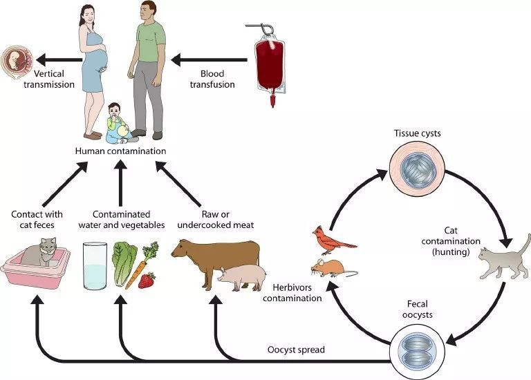 弓形虫传播途径