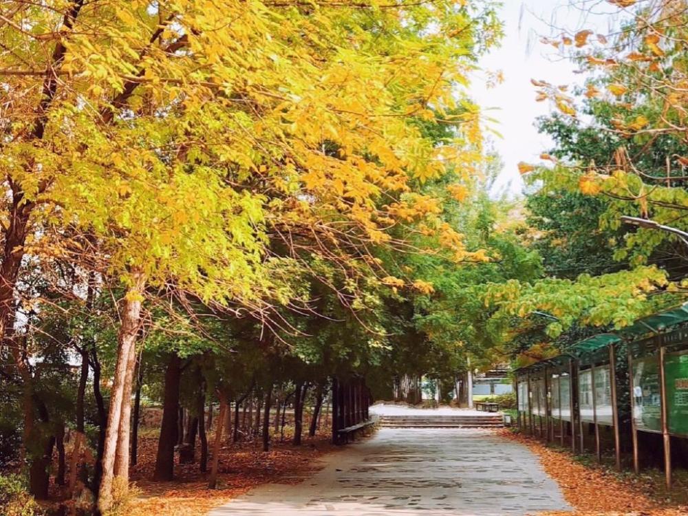 东北鞍山高校大盘点,1所师范院校,1所科技大学