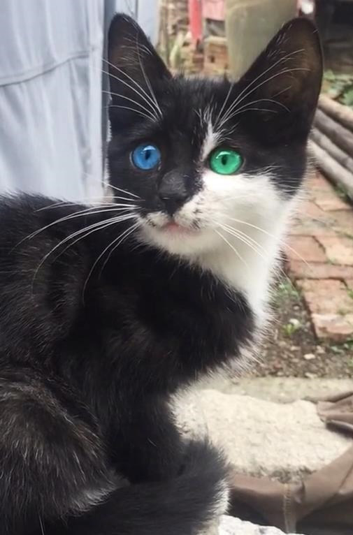 农村偶遇一只小黑猫,猫转过头的那一瞬间,网友沸腾起来:极品猫
