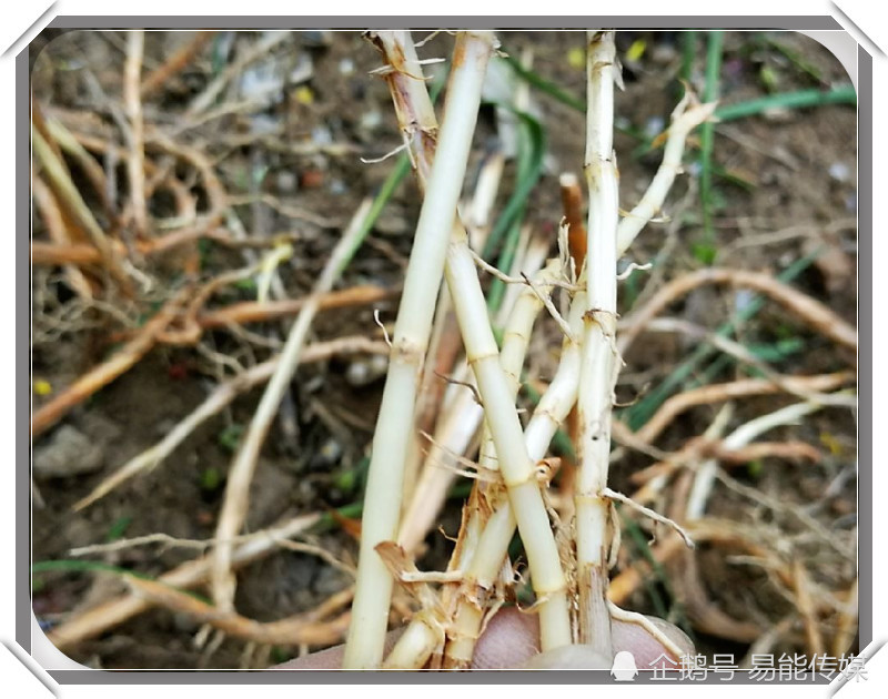 这种茅根熬出来的水,对于孩子着凉咳嗽,效果是非常好的,而且成本也是