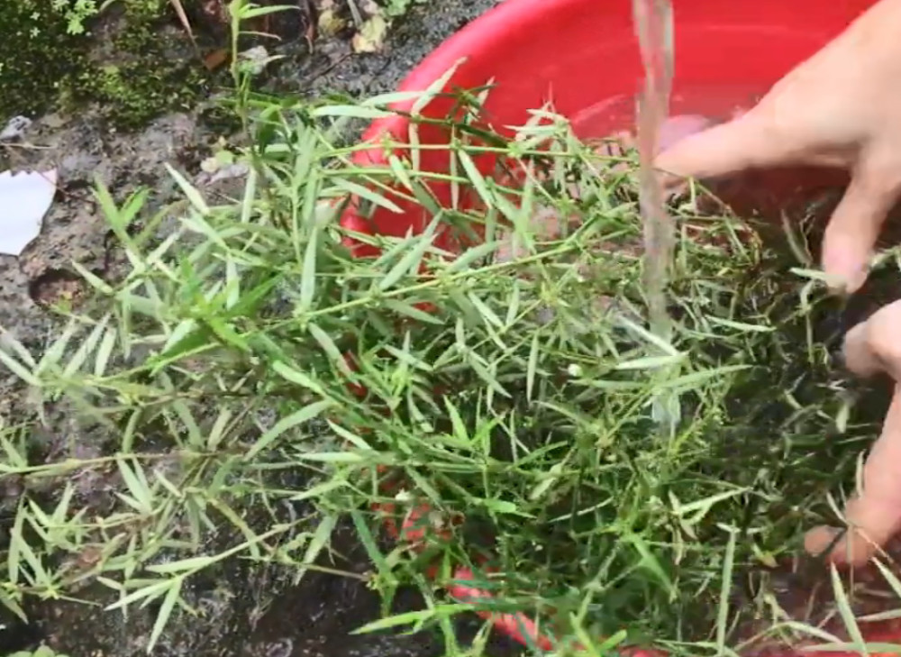 长在路边被人们忽略的草药,清热解毒效果好,当野草拔掉就可惜了