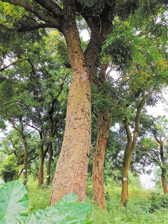 黄先生还带记者参观了村后小山坡上的格木林,这片格木林共有185棵