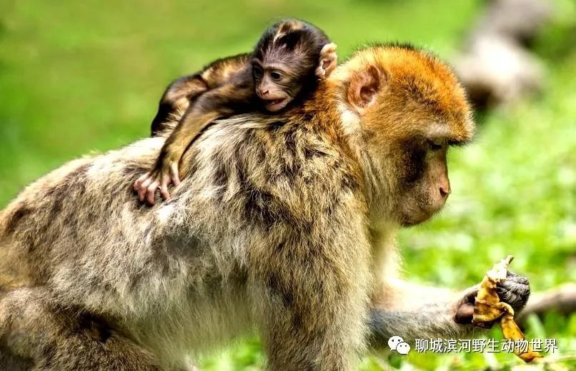 只在电视剧里看过的a子弹大子弹抗战剧踢老虎图片