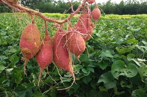 每年一进入七月份,红薯生长就到了最旺盛的时期,这时候不仅茎叶生长