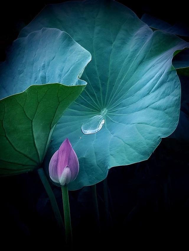 "惟有绿荷红菡萏,卷舒开合任天真,洛阳国花园雨中赏莲