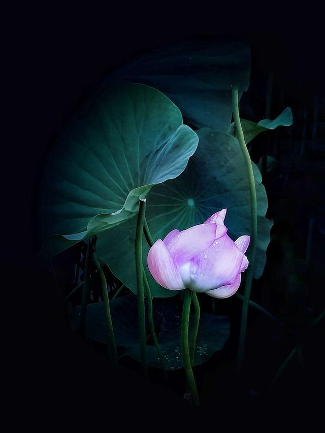 "惟有绿荷红菡萏,卷舒开合任天真,洛阳国花园雨中赏莲