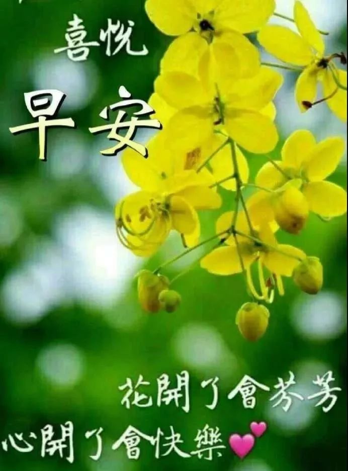 特别漂亮早上好问候语图片鲜花带字,早晨好动态美图送