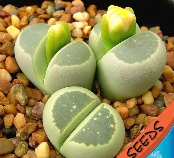 生石花 c55 c055 绿橄榄玉lithops olivaceae