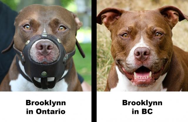 不咬人的狗排名_会咬人的狗不叫图片(2)