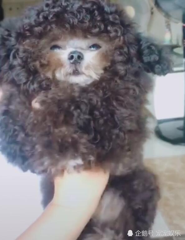 泰迪烫了波浪卷,秒变猴子脸,生无可恋的表情雷到人了