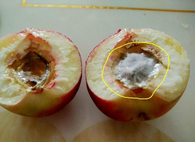 这个桃子是不是很像刚开始说的那种情况,坏的核很容易被咬开,然后就是