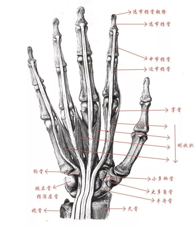 速写局部刻画之手部