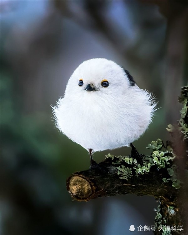 现实版呆萌愤怒的小鸟,可爱且很俏皮