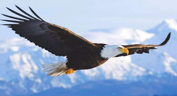 在老鹰身上装个摄像头,感受鹰的第一视角,自由飞翔的