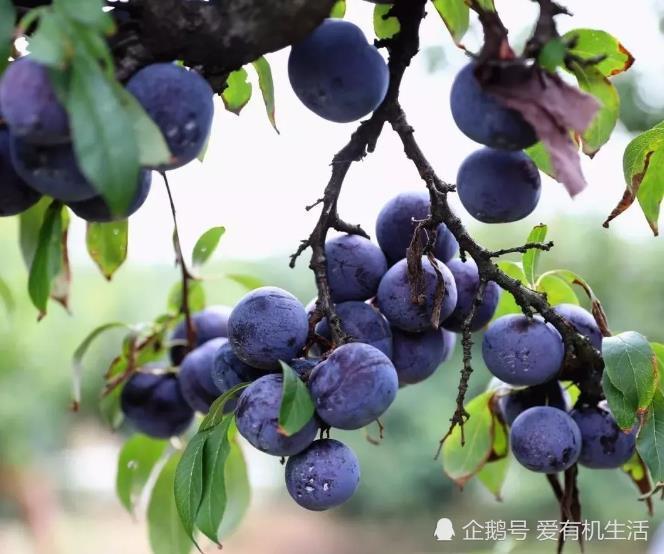 黑布林没有普通李子酸的口感,味道酸中带甜,夏季食用