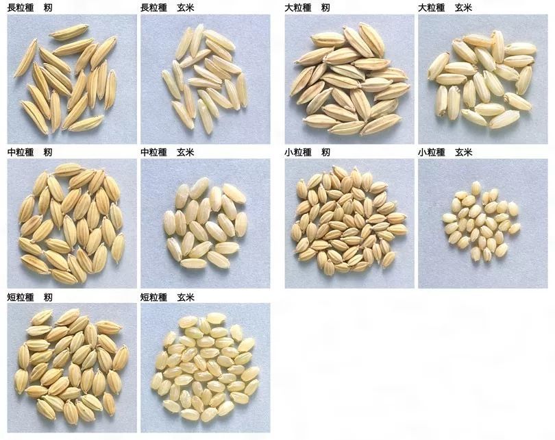 日本不同类型的稻米/kotobank.jp