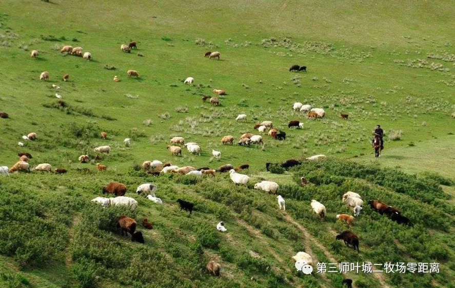 美丽兵团 | 来叶城二牧场,体验不一样的四季