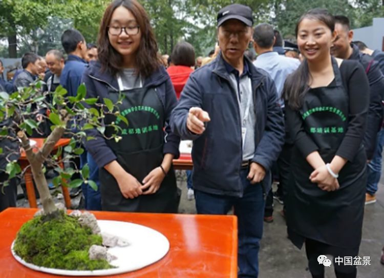 浙江盆景艺术协会推荐的尤春雅在修剪五针松盆景