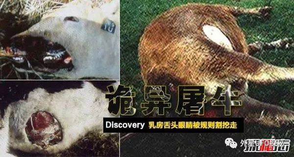 屠牛事件是不是真的,外星人竟屠牛做dna研究