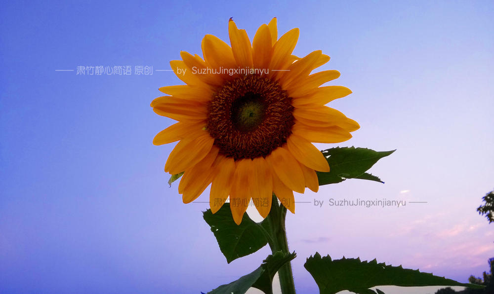 当棱角已磨平锋芒已收起,让自己暖心舒服的继续前行