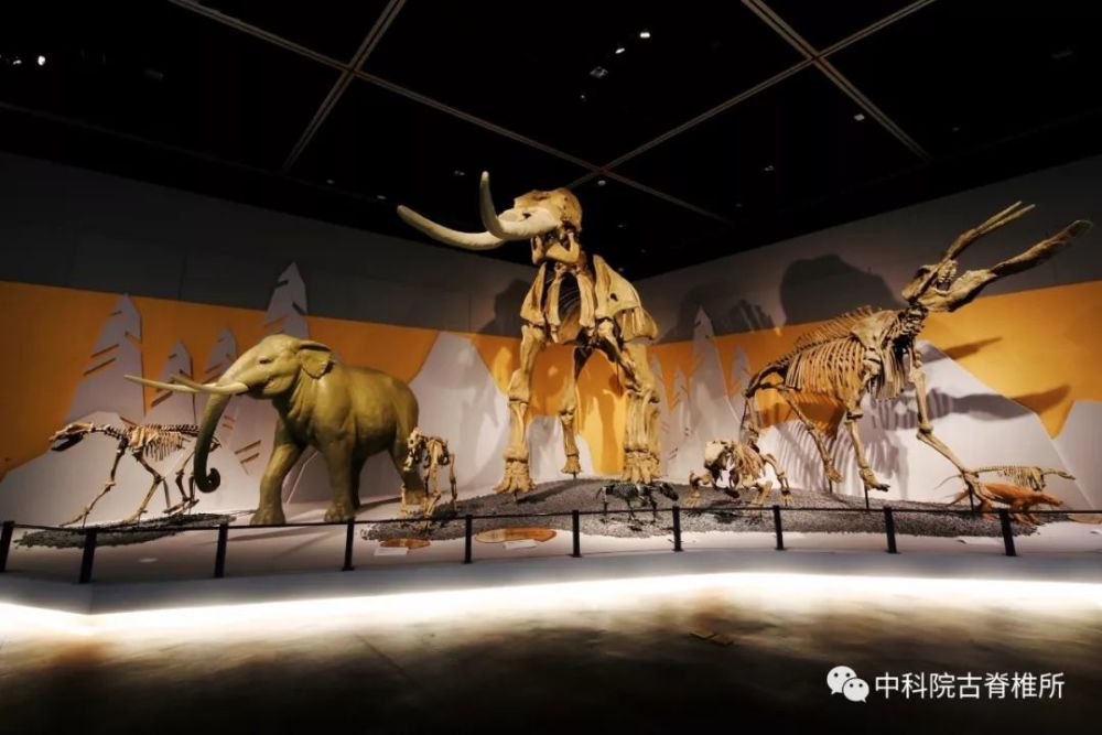 古脊椎所《我从海洋来——从鱼到人生命之旅》展览登陆宁波博物馆