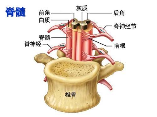 从下图可以看到,我们每一节脊椎后面的脊髓,都发出神经支配着不同的