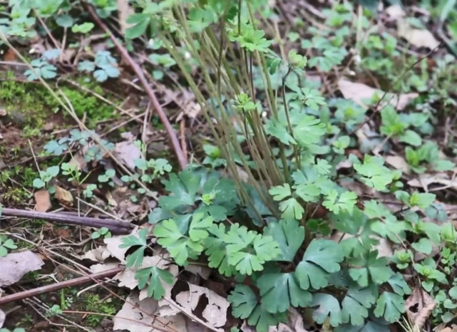 一种形似三叶草的植物,俗称"千年老鼠屎",挖一斤能卖