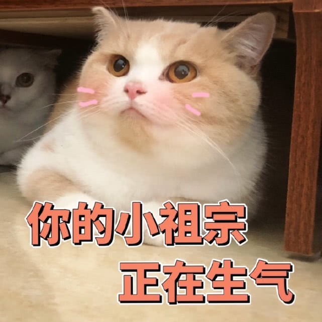 萌宠猫咪搞笑表情包:小妹妹,我可以假装看不见,动手吧!