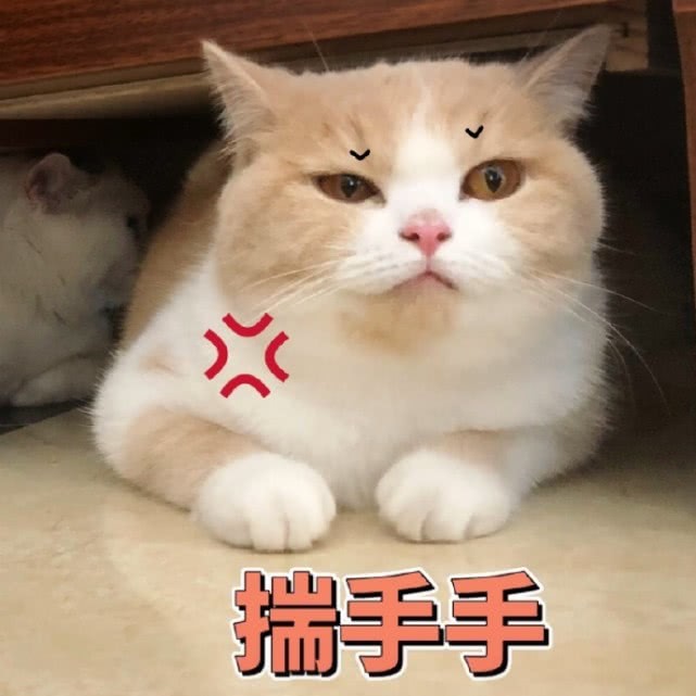萌宠猫咪搞笑表情包:小妹妹,我可以假装看不见,动手吧!