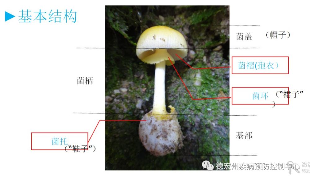 (三)大型真菌的基本结构(二)真菌在生物界的地位(六界分类法)德宏复杂